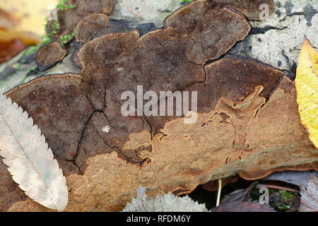 Staffa di salice fungo, Phellinopsis conchata, tipo resupinate Foto Stock