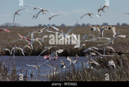 Allattamento misto gregge di ibis, garzette e Roseate spatole in arrivo a terra nella palude, Brazoria National Wildlife Refuge, Texas. Foto Stock
