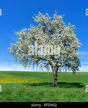 Blooming Pear Tree - formato verticale Foto Stock