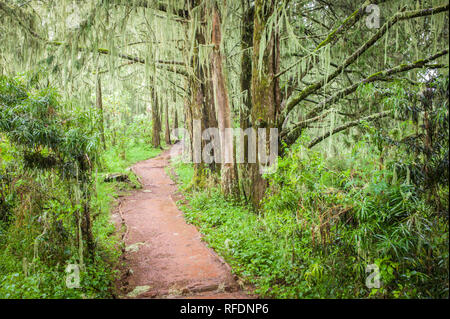 I visitatori in Africa la montagna più alte e più alte del mondo montagna autoportante, il Monte Kilimanjaro, passa attraverso 5 zone di vegetazione sulla salita Foto Stock