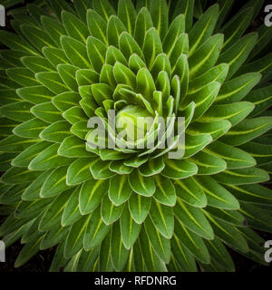 I visitatori in Africa la montagna più alte e più alte del mondo montagna autoportante, il Monte Kilimanjaro, passa attraverso 5 zone di vegetazione sulla salita Foto Stock