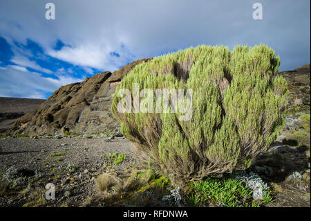 I visitatori in Africa la montagna più alte e più alte del mondo montagna autoportante, il Monte Kilimanjaro, passa attraverso 5 zone di vegetazione sulla salita Foto Stock