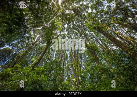 I visitatori in Africa la montagna più alte e più alte del mondo montagna autoportante, il Monte Kilimanjaro, passa attraverso 5 zone di vegetazione sulla salita Foto Stock