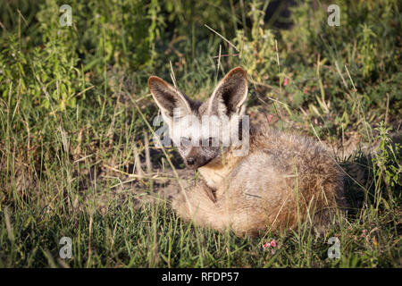 Erba corta pianure del Serengeti National Park, la regione Ndutu e Cratere di Ngorongoro Conservation Area, Tanzania disegnare la grande migrazione. Foto Stock