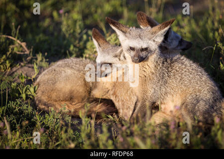 Erba corta pianure del Serengeti National Park, la regione Ndutu e Cratere di Ngorongoro Conservation Area, Tanzania disegnare la grande migrazione. Foto Stock