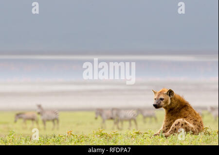 Il cratere di Ngorongoro, antica caldera vulcanica e uno dell'Africa la maggior parte delle magnifiche aree faunistiche, fa parte della riserva naturale di Ngorongoro, Tanzania Foto Stock