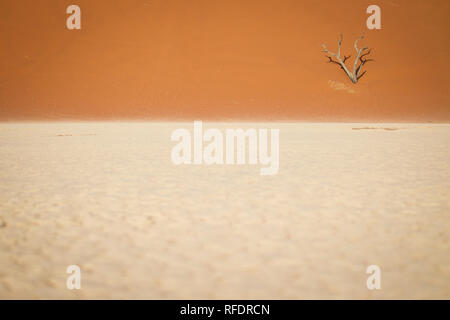 Gli alberi morti in Deadvlei, Namib-Naukluft National Park, Namibia; la vaschetta una volta aveva acqua da Tsauchab River, ma un ambiente in evoluzione cause a secco Foto Stock