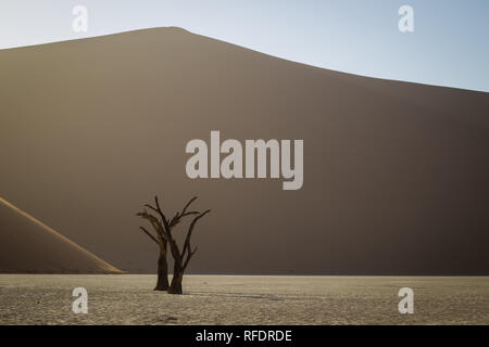Gli alberi morti in Deadvlei, Namib-Naukluft National Park, Namibia; la vaschetta una volta aveva acqua da Tsauchab River, ma un ambiente in evoluzione cause a secco Foto Stock