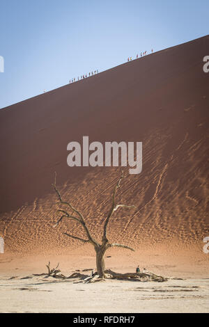 Gli alberi morti in Deadvlei, Namib-Naukluft National Park, Namibia; la vaschetta una volta aveva acqua da Tsauchab River, ma un ambiente in evoluzione cause a secco Foto Stock