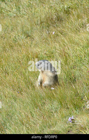 La marmotta alpina, Alpenmurmeltier, havasi mormota, Marmota marmota Foto Stock