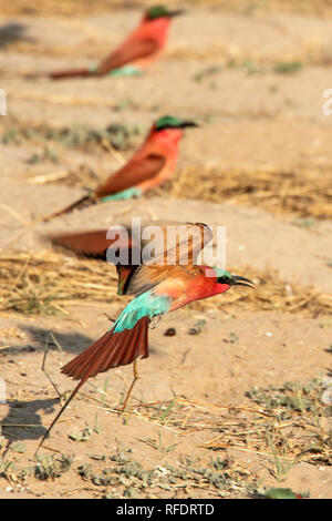 Un Southern carmine Gruccione (Merops nubicoides) tenuto fuori dalla sua Colonia dal fiume Zambezi in Namibia. Foto Stock
