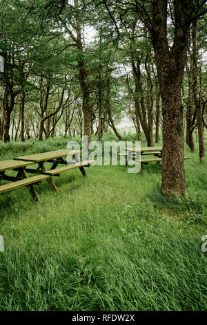 Vuoto in legno tavoli da pic-nic in un bosco di impostazione. Foto Stock