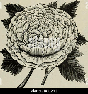 . Il Cromwell vivaio : MCMII. Vivaio Connecticut Cataloghi Cataloghi di frutta; alberi da frutto piantine cataloghi; piante ornamentali, cataloghi. Il Cromwell nursery, Cromwell, Conn. 25 Signore PENZANCE SWEETBRIERS ibrido queste belle ibridi sono certamente una grande acquisizione. Il fogliame è deliziosamente profumato come il genitore Sweetbrier. I fiori sono tra le più belle sfumature cromatiche, e prodotto a profusione. Hardy nella maggior parte delle situazioni esposte. Amy Robsart. Deep rose. ho Lady Penzance. Rame morbido; ha vinto- Anne di Geierstein. Dark crimson. derful coltivatore. Brenda. Peach ; molto dolce Signore Penzance. Fulvo, Foto Stock