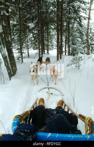 Può, Canada, Québec: dogsleds nella foresta di Saint-David-de-Falardeau, a nord di Chicoutimi Foto Stock