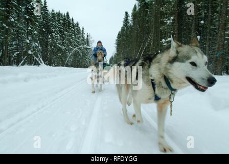 Può, Canada, Québec: dogsleds nella foresta di Saint-David-de-Falardeau, a nord di Chicoutimi Foto Stock