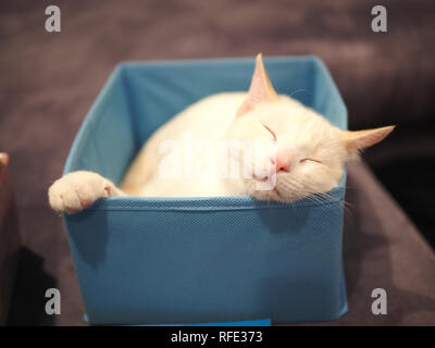 3 mese fa il Gattino che dorme sul divano Foto Stock