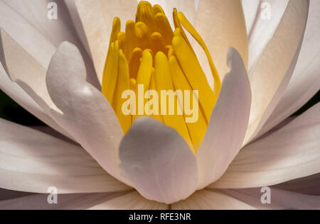 White Lotus con occhio giallo sul fuoco. Vista dall'alto in basso liscio con petali di colore bianco. Il bianco e il giallo fiore rendendo pop. Lotus acqua giglio giallo center Foto Stock