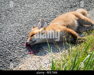 Un giovane volpe ucciso da un veicolo che si trova sul lato della strada. Il sangue fluisce dalla sua testa. Foto Stock