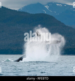 Humpback Whale Tail Flip, Alaska Foto Stock