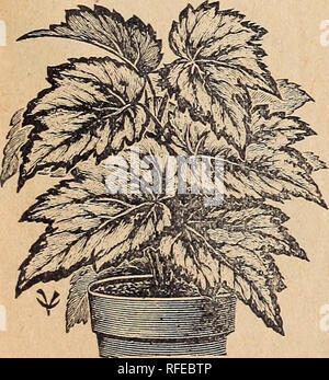 . I.N. Kramer &AMP; Figlio, seedsmen e fioristi. Vivaio Iowa Cedar Rapids cataloghi; semi di ortaggi cataloghi; fiori Semi cataloghi; attrezzature da giardinaggio e i cataloghi dei materiali di consumo. Begonia Rex SCHMIDTH-bel verde profondo, nero ombreggiato foglie; bianco rosaceo fiori. CIO. MULTIFLORA-fiori rosa; molto bello 15e. BERTHA DE CHATEAUROCHER-un luminoso di ribes rosso; uno dei migliori. 10c. AGROSTIGMA-grandi foglie, patinato bianco. I cluster di fine del bianco puro flowei-s. 10c. ROSEUM-bella tinta di rosa. 15c. ARGENTEA GUTTATA-viola battenti in bronzo, forma oblunga, con marcature argenteo ed è in EVA Foto Stock