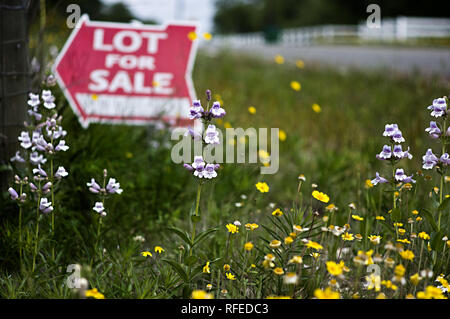 Freccia rossa "Lotto in vendita' immobiliare di segno sul lato di un rurale Texas road con fiori di campo Foto Stock