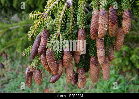 Close up di un cluster di piccole pigne nelle quali appeso il pino nella foresta Foto Stock