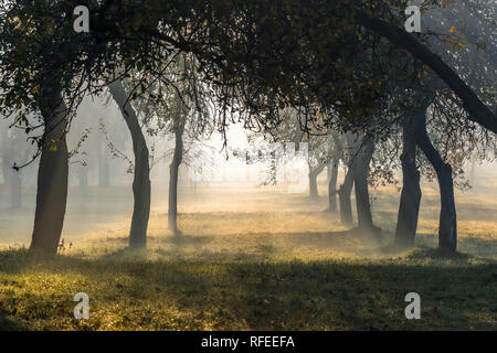 Albero della mela di piante su una mattinata nebbiosa nel giardino. Luce del sole dorato in background Foto Stock