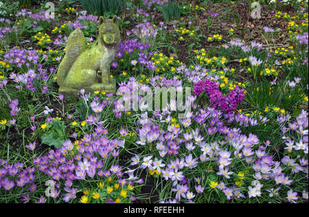 Il croco di primavera e inverno aconiti nel Giardino Norfolk Marzo Foto Stock
