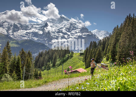 La Svizzera, Alpi Berner Oberland, la molla. Murren, Escursionista donna e treno e monte Jungfrau (4158m). Foto Stock