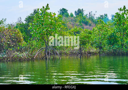 Il mangrows mostrano la loro forte prop radici sul sistema di bassa marea sulla baia del Bengala, quando il livello di acqua di fiume Kangy gocce, Chaung Tha zona, Myanmar. Foto Stock