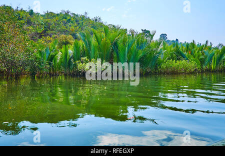 Il canneto di verdi palme Nipa sulla banca del fiume di Kangy, Chaung Tha zona, Myanmar. Foto Stock