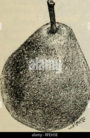 . Il Cromwell vivaio : MCMII. Vivaio Connecticut Cataloghi Cataloghi di frutta; alberi da frutto piantine cataloghi; piante ornamentali, cataloghi. BRIGHTON UVA.. Si prega di notare che queste immagini vengono estratte dalla pagina sottoposta a scansione di immagini che possono essere state migliorate digitalmente per la leggibilità - Colorazione e aspetto di queste illustrazioni potrebbero non perfettamente assomigliano al lavoro originale. Cromwell vivaio; Butler &AMP; Jewell Co; Henry G. vivaio di Gilbert e il commercio di sementi Catalogo Collezione. Cromwell, Conn. : Butler &AMP; Jewell Co. Foto Stock