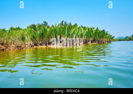 Green boschetto di palme Nipa sul fiume Kangy, famosa per il suo suggestivo mangrovie, crescendo al golfo del Bengala, Myanmar. Foto Stock