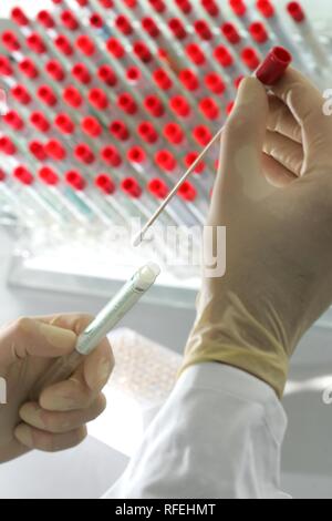 DEU, Germania, Duesseldorf: Polizia NRW, Ufficio federale di polizia, tecniche investigazione di reati di servizio. Analisi del DNA in laboratorio. | Foto Stock