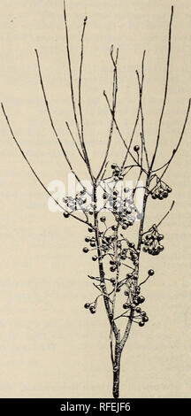 . Catalogo descrittivo di alberi ornamentali, arbusti, vigne, sempreverdi, Hardy piante e frutti. Vivaio, Pennsylvania, cataloghi; Vivai (orticoltura), Pennsylvania, cataloghi; gli alberi, piantine, cataloghi; arbusti ornamentali, cataloghi; fiori, cataloghi; piante ornamentali, cataloghi; frutta, cataloghi. 46 THOMAS MEEHAN &AMP; figli POTENTILLA. Cinquefoil arbustiva. Potentilla frutiCOSa. (Da 2 a 3 ft) un arbusto utile, cuscinetto golden fiori gialli per tutta l'estate, a partire dalla fine del mese di luglio. È un po' di diffusione di abitudine e il fogliame è piuttosto piccola. 18 a 24 in. Seme $ 25 ogni Foto Stock