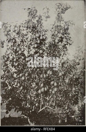 . John A. Cannedy frutto del libro : frutta e alberi ornamentali, piccoli frutti, vigne, rose, arbusti, ecc. Vivaio Illinois cataloghi; alberi da frutto Illinois cataloghi; alberi da frutto Medio West cataloghi; alberi ornamentali Illinois cataloghi; alberi ornamentali Middle West cataloghi; Rose Illinois cataloghi; Rose Middle West cataloghi; bacche Illinois Catal. 30 J. A. cannedy frutto del libro. Dearborn's Seedling-Dones, Wheeler"1s nuovo Si. Michael-prima sollevata dal gen. H. A. S. Dearborn, Roxbury, Massachusetts, circa 1S20. Albero vigoroso, pro- ductive. Frutta, quasi mezzo: inclinando rotondeggianti a obovate. n Foto Stock