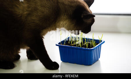 Dark gatto siamese gatto mangia erba verde in un recipiente sul davanzale. Gatto mangia erba Foto Stock