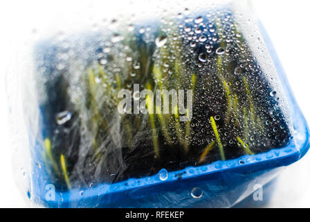 Effetto serra, gocce d'acqua, polietilene. Giovani germogli a base di erbe Foto Stock