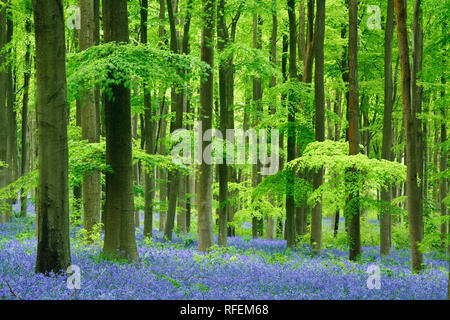 Bluebells nella zona ovest di boschi, Manton, Marlborough, Wiltshire, Inghilterra Foto Stock