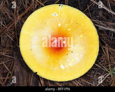 Vivacemente colorato di arancione Amanita funghi nel Texas, Stati Uniti d'America Foto Stock