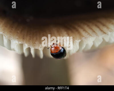 Piccolo rosso e nero gradevoli fungo beetle, eventualmente Triplax frontalis, in Texas, Stati Uniti d'America Foto Stock