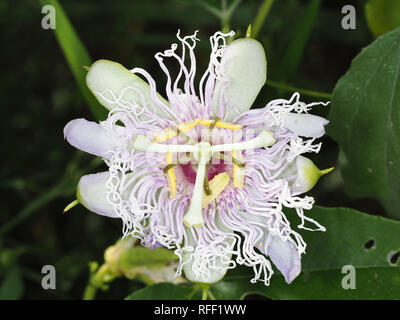 Stranamente sagomate di Passiflora incarnata (maypop) fiore in Texas, Stati Uniti d'America Foto Stock