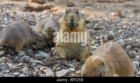 Gopher seduti e mangiare gopher zampe ripiegate in corrispondenza della bocca Foto Stock