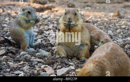 Gopher seduti e mangiare gopher zampe ripiegate in corrispondenza della bocca Foto Stock