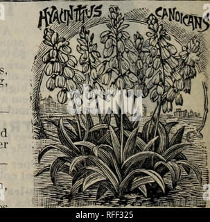 . Semi, piante, lampadine, frutti. Vivaio nello Stato di New York) cataloghi; fiori Semi cataloghi; piante ornamentali, cataloghi. SUnrMER FREEZIA scarlatto. In Bloom tutta l'estate ; densi ammassi di brillanti crimson fiori i tre petali inferiori contrassegnati con un punto nero. 5c.; 4 per 15c.; 10 per 25c. LILV peruviano. Giglio peruviano. Bellissime piante di flowering ; fiori prodotte in grandi numeri ; tutte le sfumature e colori e più elegantemente con chiazze di porpora, di cremisi, rosa, blu, giallo, verde, che appaiono quando in fiore, come un migliaio di farfalle. Hardv con lieve protezione. lOc; 3 per 25c. ANEMONE Foto Stock