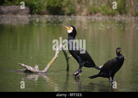 Due cormorani in appoggio a un piccolo lago nella Germania occidentale. Foto Stock