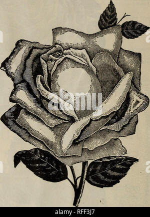 . [Catalogo. Vivaio Ohio Columbus cataloghi; fiori cataloghi; arbusti ornamentali cataloghi; piante ornamentali, cataloghi. 18 Catalogo del cottage giardino di rose, Columbus, Ohio. Noisette o mensile rose rampicanti npHESE sono forti, sani ai coltivatori, fioritura liberamente in tutta l'estate e l'autunno. Tra di essi si trovano alcune delle più belle e preziose Rose. Nel sud, dove si trovano gli inverni, nulla può confrontare con loro per la bellezza della colorazione e abbondanza di Bloom, e niente può essere più bello di una parete ricoperta di Marechal Niel, Lamarque o Reine Henriette Foto Stock