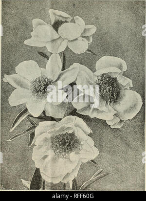 . Caduta la semina. Vivaio di Pittsburgh Pennsylvania cataloghi; lampadine (piante) cataloghi; piante ornamentali, cataloghi; fiori Semi cataloghi; arbusti cataloghi. Offerte e prezzi di importazione per la caduta del 1902 11 Peonie erbacee (pronto nel mese di settembre) sono lieto che questo vecchio fiore sta diventando popolari nuovamente, e se non ci fosse nulla da ottenere ma pochi vecchio ordina una volta che si vede in ogni giardino la loro popolarità sarebbe ben meritato, ma nulla è stato migliorato di più di la peonia, e l'inglese e giapponese olivicoltori che hanno dato a noi di varietà che sono davvero eccezionale. Molti Foto Stock