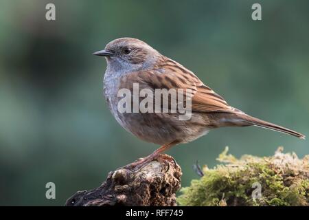 Dunnock o Hedge Sparrow (Prunella modularis), Emsland, Bassa Sassonia, Germania Foto Stock
