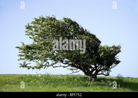 Biancospino (Crataegus monogyna), Windflüchter, Inghilterra, Gran Bretagna Foto Stock